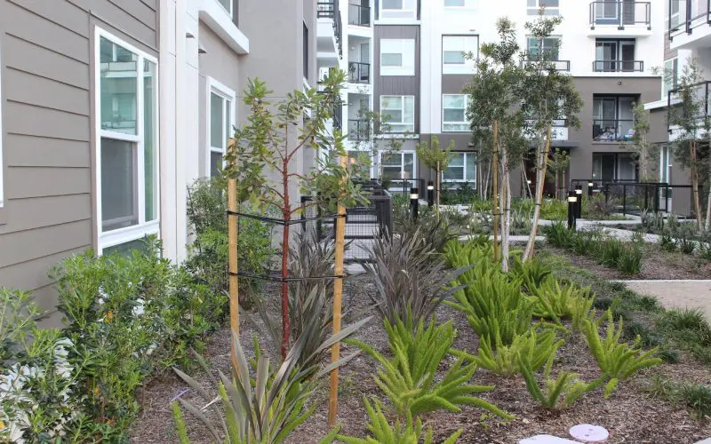 A garden with many plants and trees in the background.