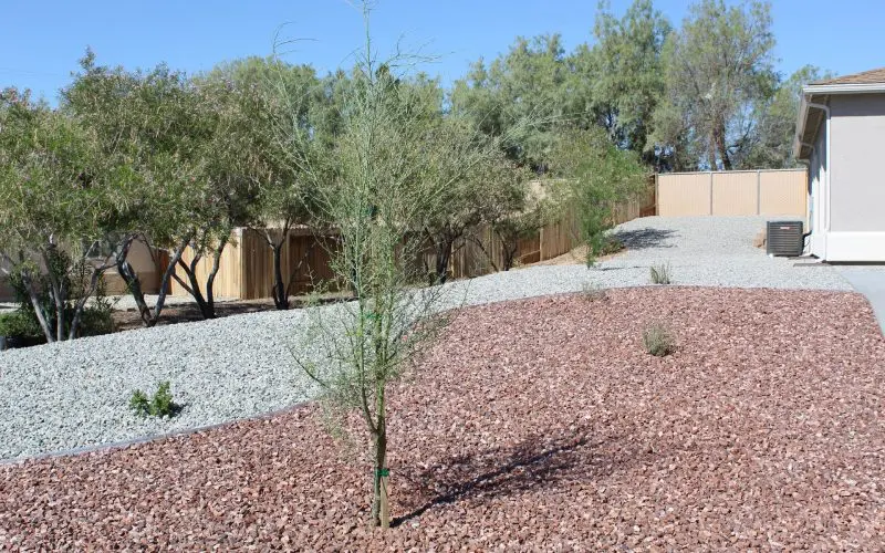 A tree is in the middle of a gravel area.